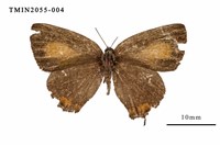 藏品(渡氏烏灰蝶)的圖片